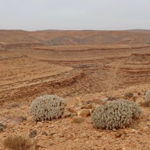 Cacti on the plateau south of Amtoudi